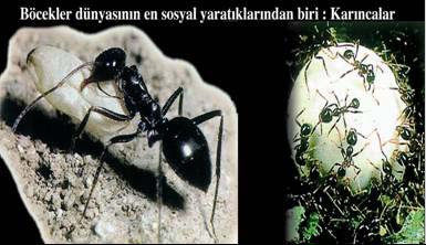 (Resim-60)